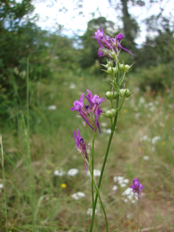 Linaria pelisseriana