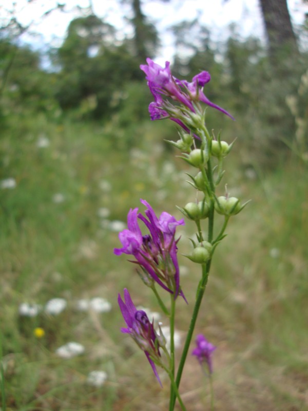 Linaria pelisseriana