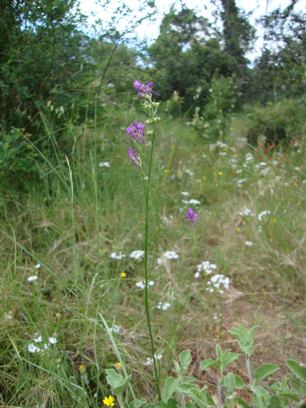 Linaria pelisseriana