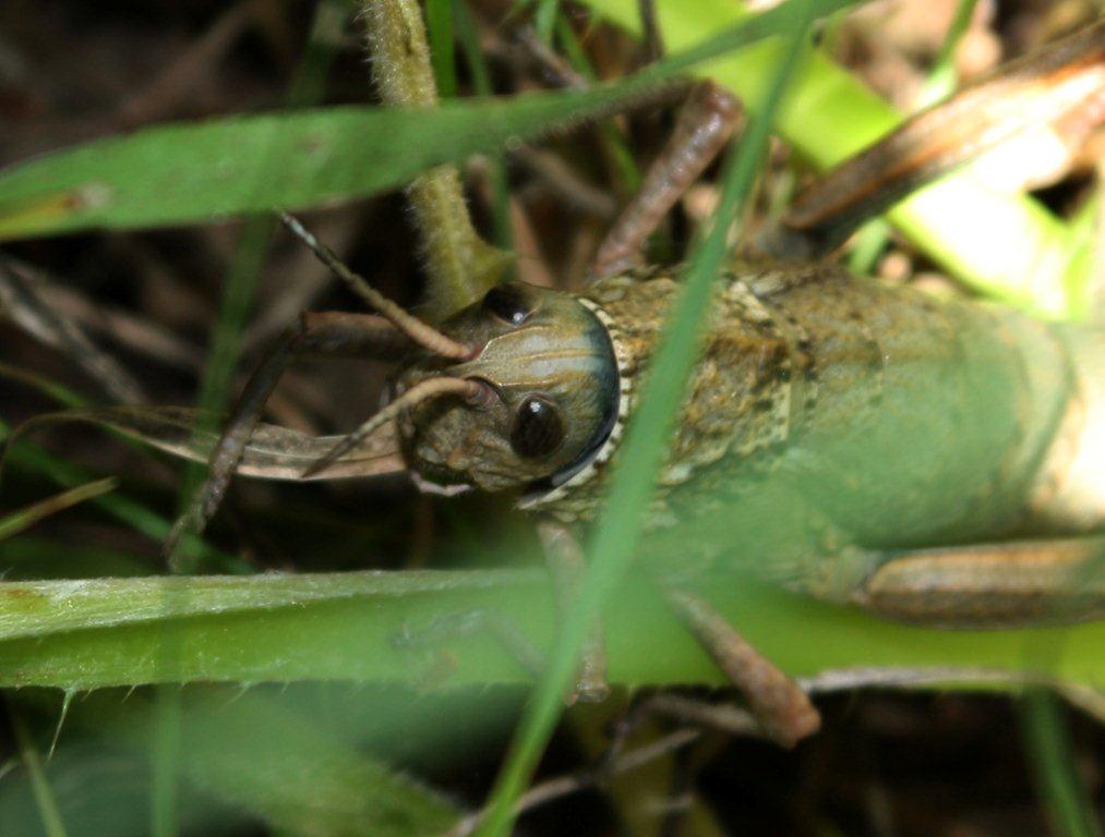 Acinipe sp.