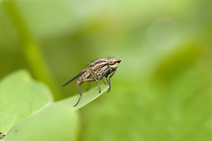 Pherbellia cinerella (Sciomyzidae)