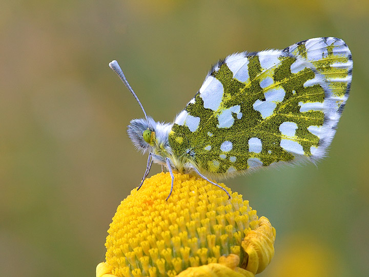 Identificazione - Euchloe (Euchloe) ausonia