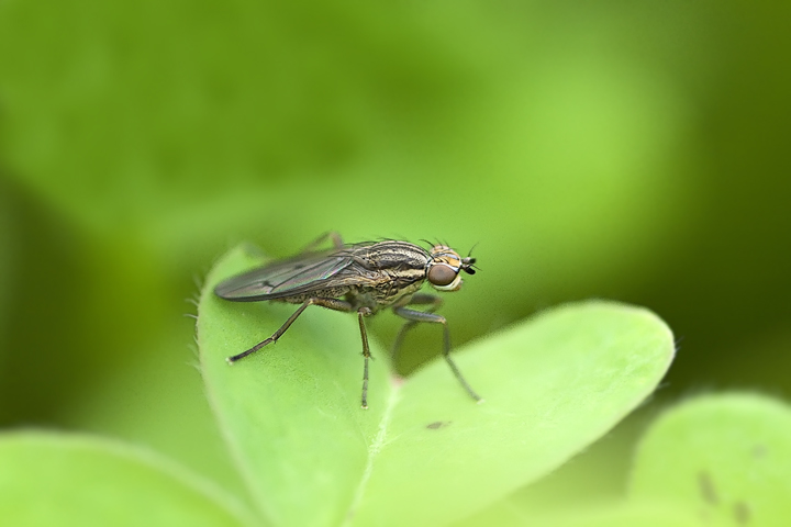 Pherbellia cinerella (Sciomyzidae)