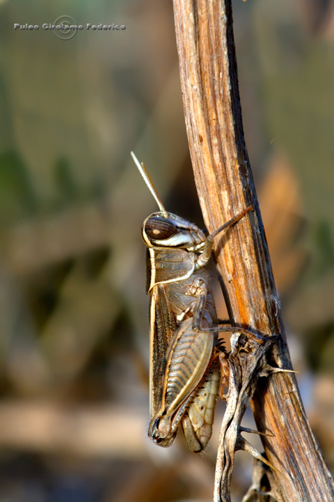 Grillo o cavaletta? - Calliptamus barbarus