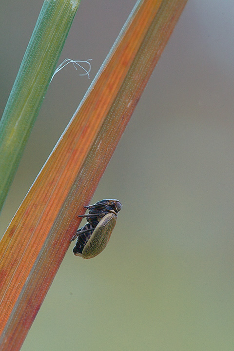Identificazione Issidae