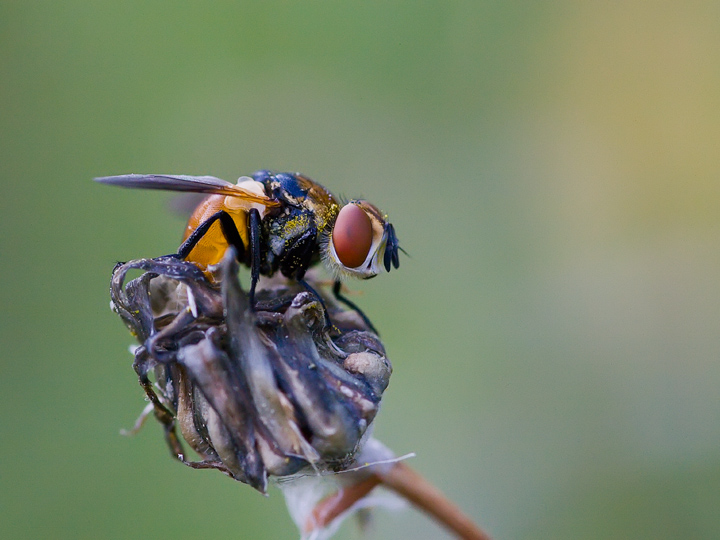 Mosca Identificazione: Gymnosoma