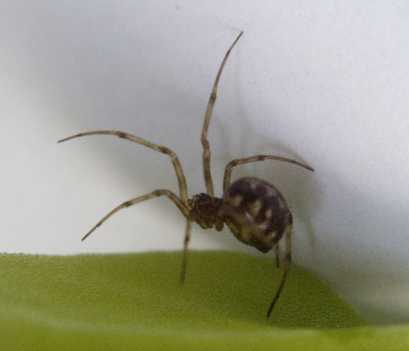 Steatoda triangulosa