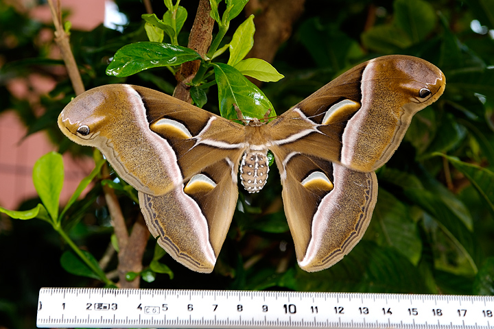 Farfalla da 16,5 cm di apertura alare... Samia cynthia