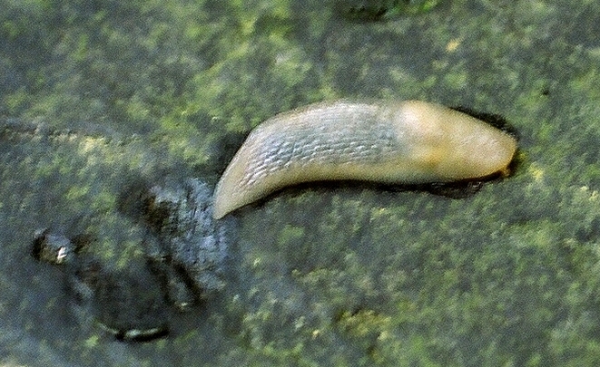 Molluschi dal Piemonte