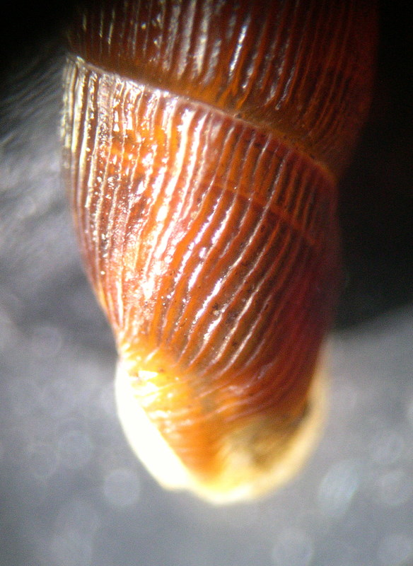 Clausilia (Andraea) dubia vindobonensis A. Schmidt 1856