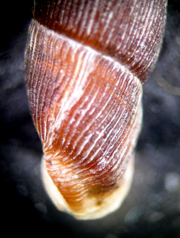 Clausilia (Andraea) dubia vindobonensis A. Schmidt 1856