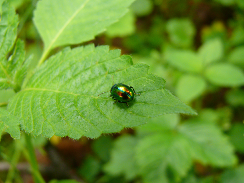 Una giornata senza pioggia - Chrysolina fastuosa