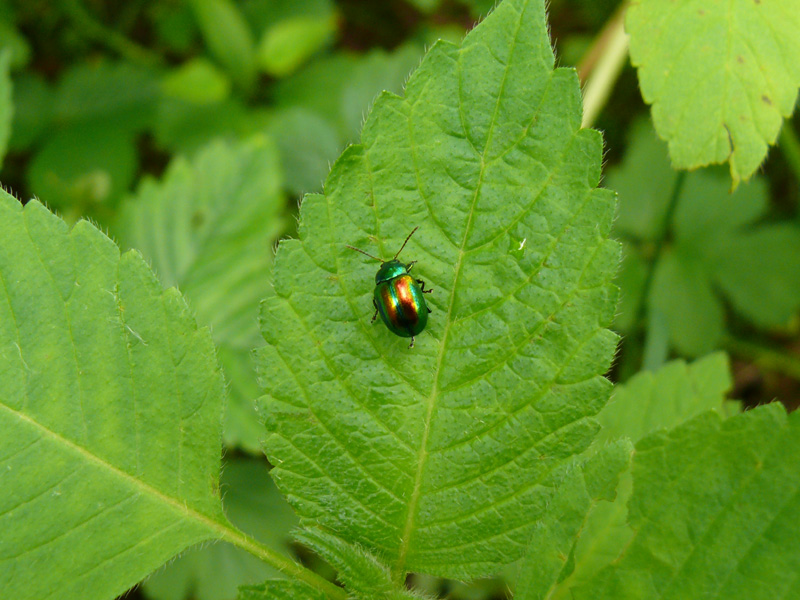 Una giornata senza pioggia - Chrysolina fastuosa