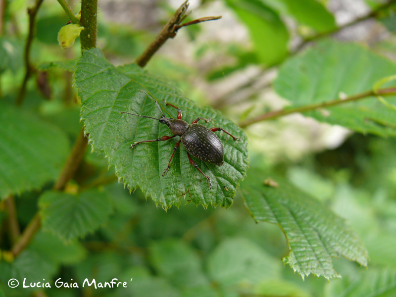 Curculionidae: ora la specie  Otiorhynchus sellae