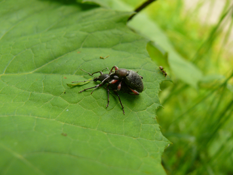 Curculionidae: ora la specie  Otiorhynchus sellae