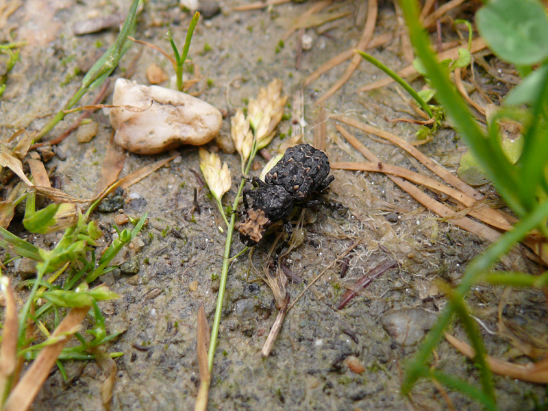 Coleottero da identificare: Platyrhinus resinosus