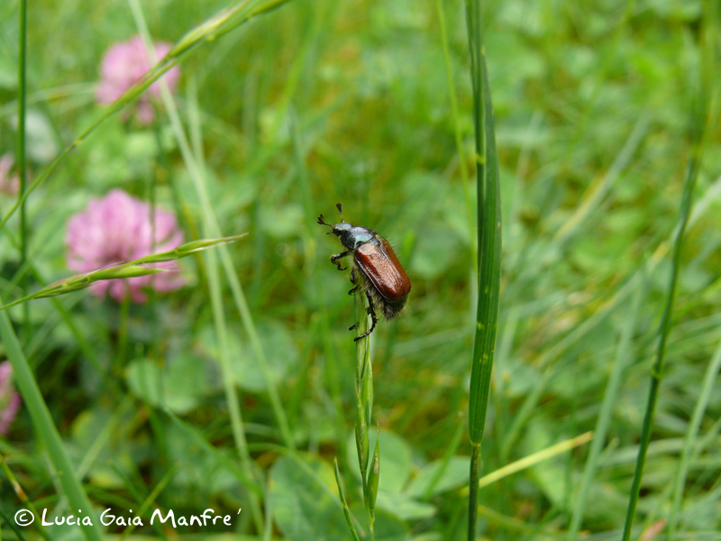 Phyllopertha horticola torinese