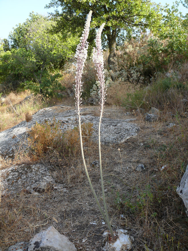 pianta siciliota - Charybdis maritima