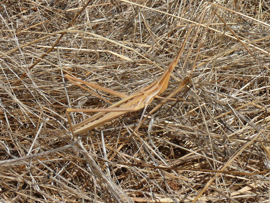 Ortottero siculo: Acrida sp.