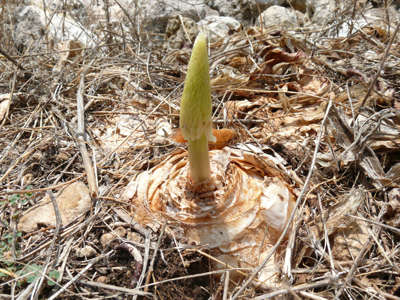 pianta siciliota - Charybdis maritima