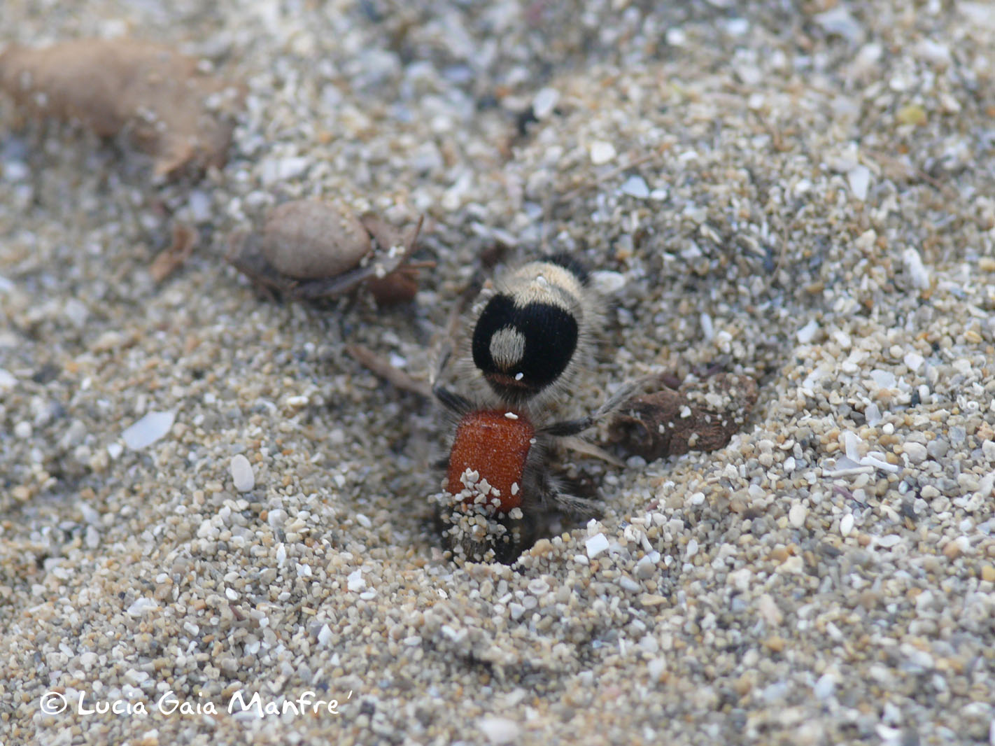 Nemka viduata (Mutillidae)