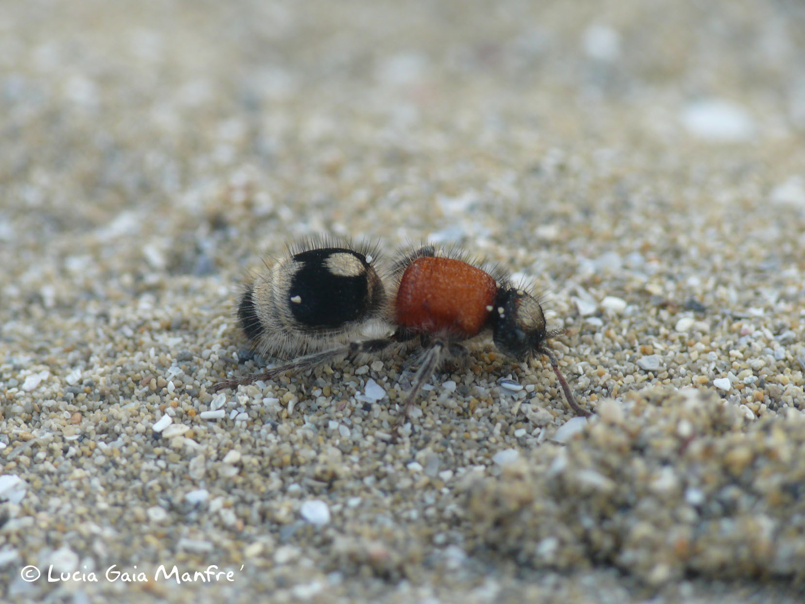 Nemka viduata (Mutillidae)