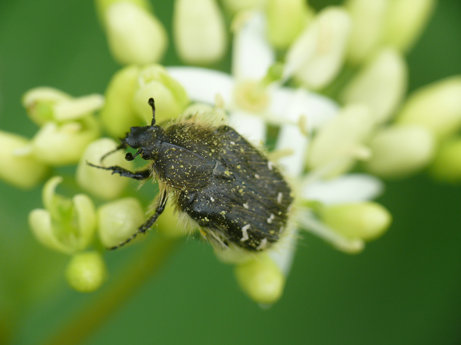 Oxythyrea funesta? Tropinota hirta