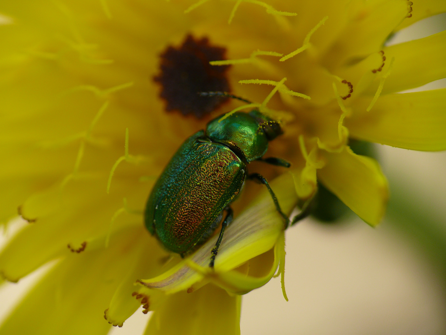 Cryptocephalus sp.?