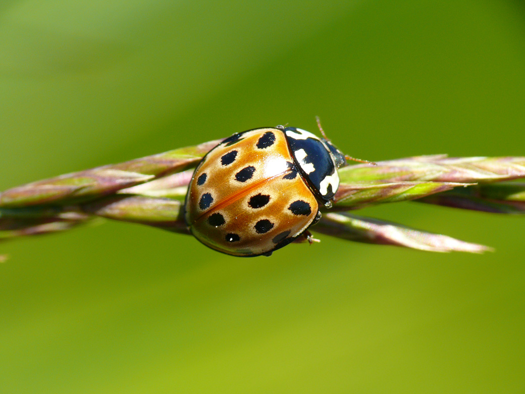 Anatis ocellata a 2300 metri