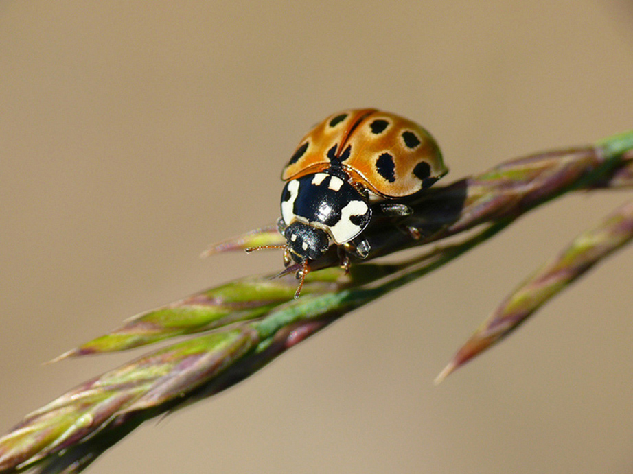 Anatis ocellata a 2300 metri