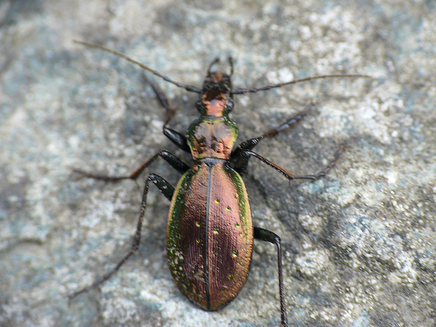 Carabus da identificare: depressus