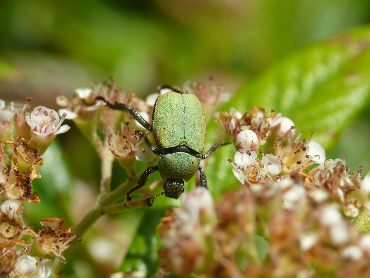 da identificare: Hoplia argentea