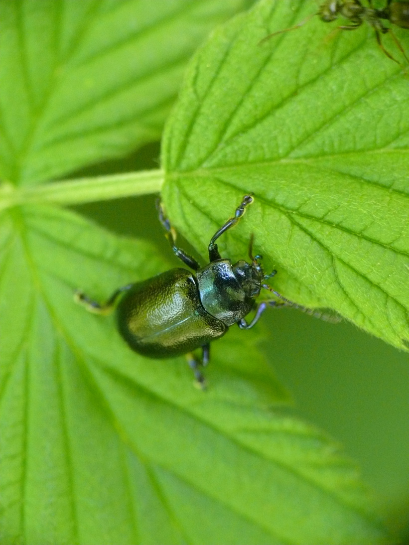Chrysomelidae da identificare