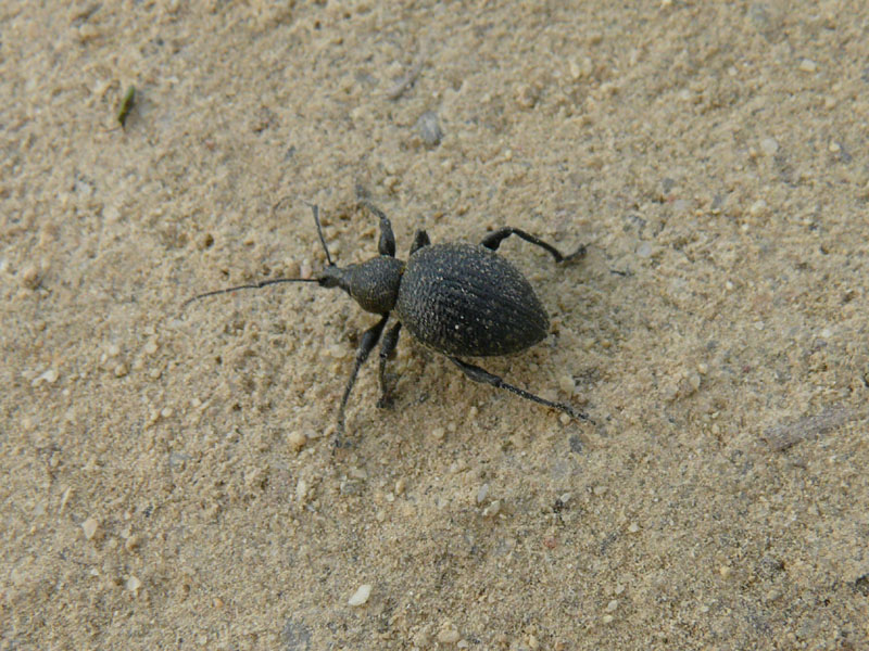 Otiorhynchus armadillo - Curculionidae