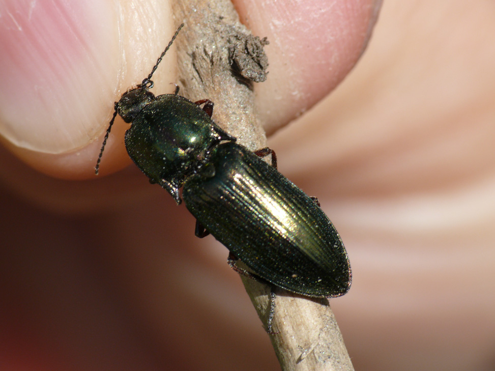 Elateridae: Selatosomus aeneus