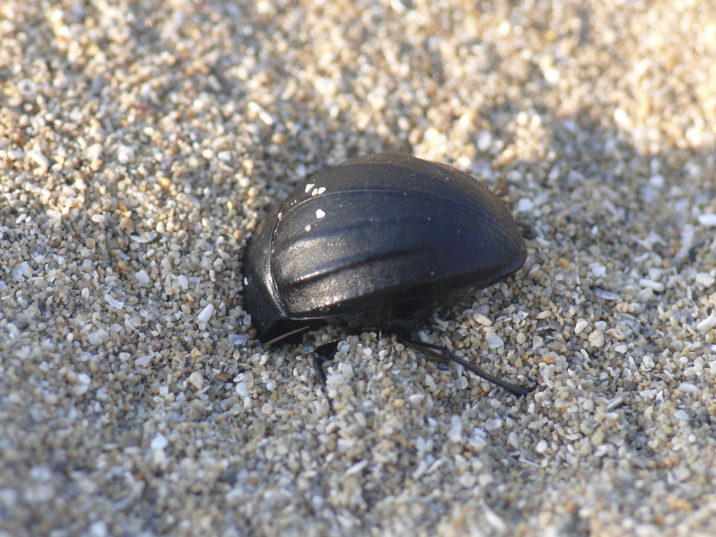 Erodius siculus