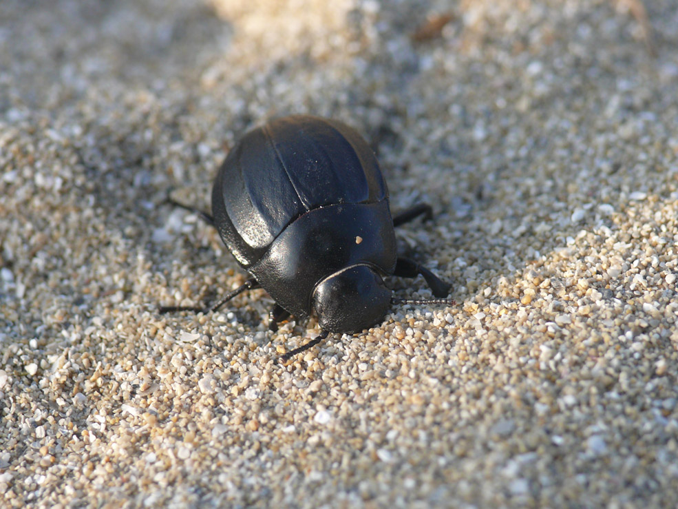 Erodius siculus