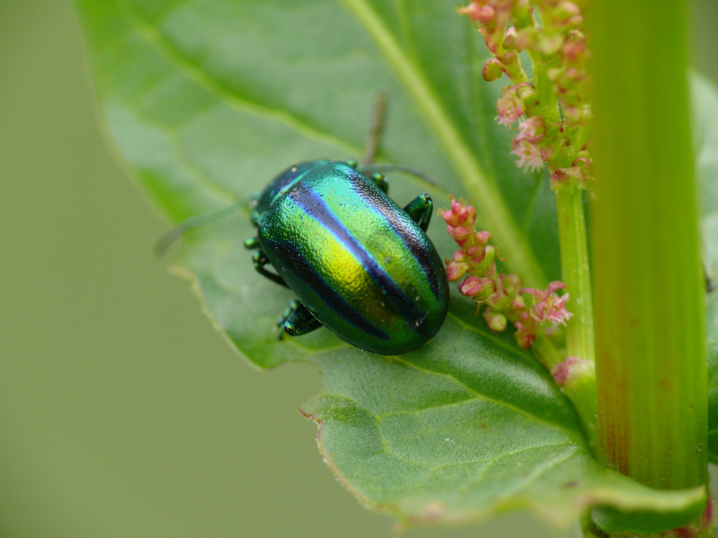 Oreina gloriosa