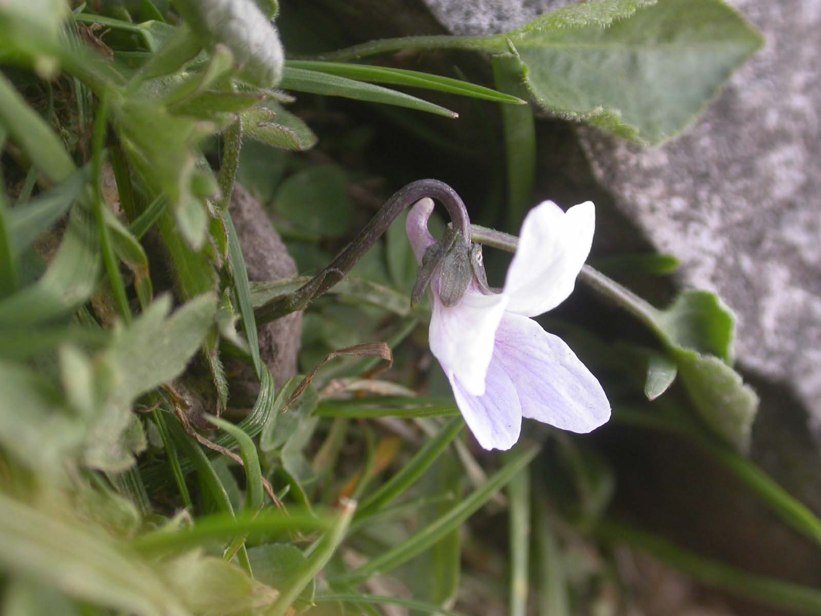 Viola thomasiana / Viola di Thomas