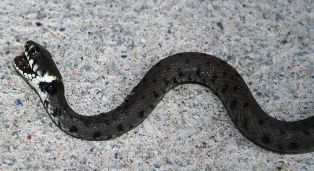 Viperetta o natrix ?