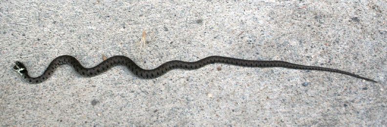 Viperetta o natrix ?