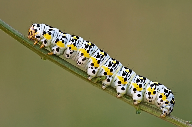 Bruco da identificare