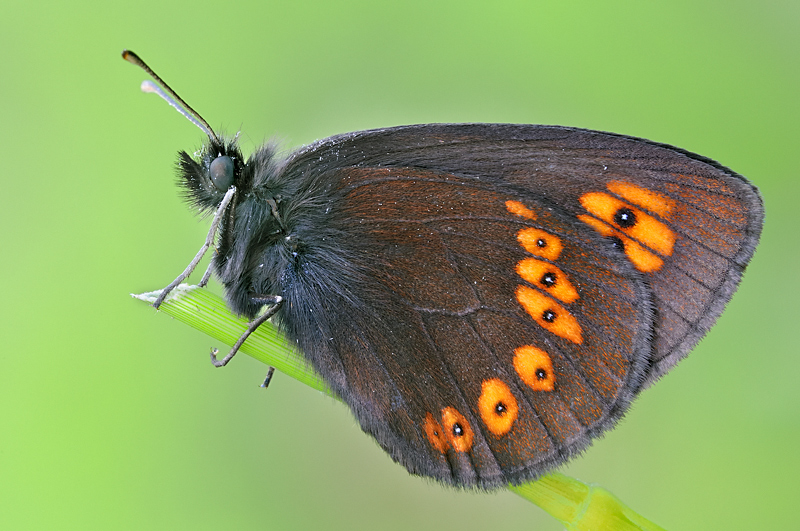 Erebia albergana? S !