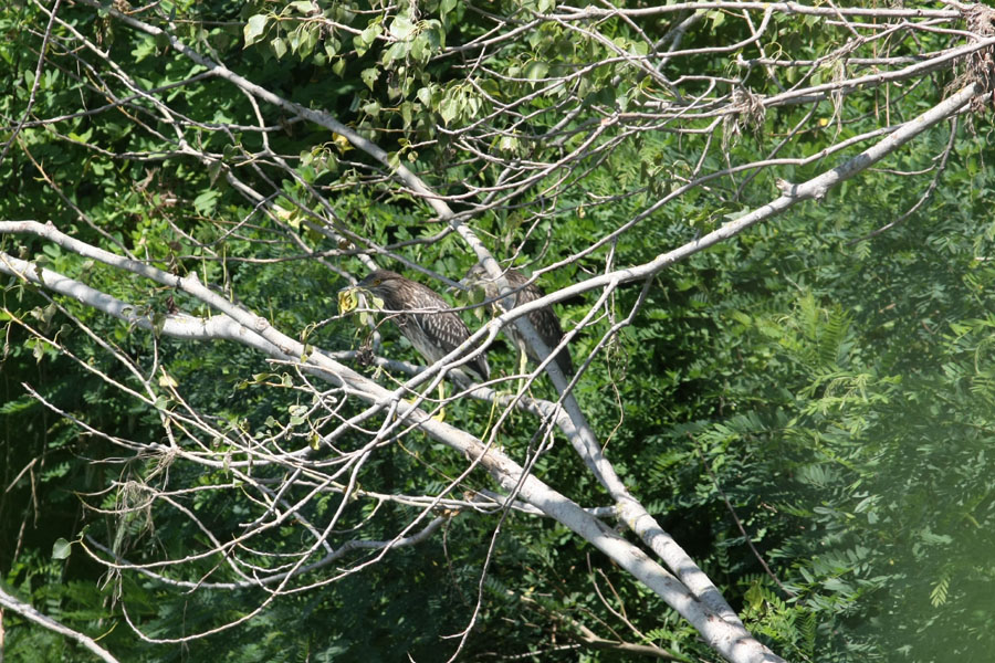 Garzetta e Nitticora [ ex Airone Bianco Maggiore con prole ]