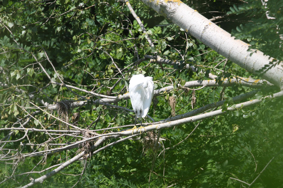 Garzetta e Nitticora [ ex Airone Bianco Maggiore con prole ]