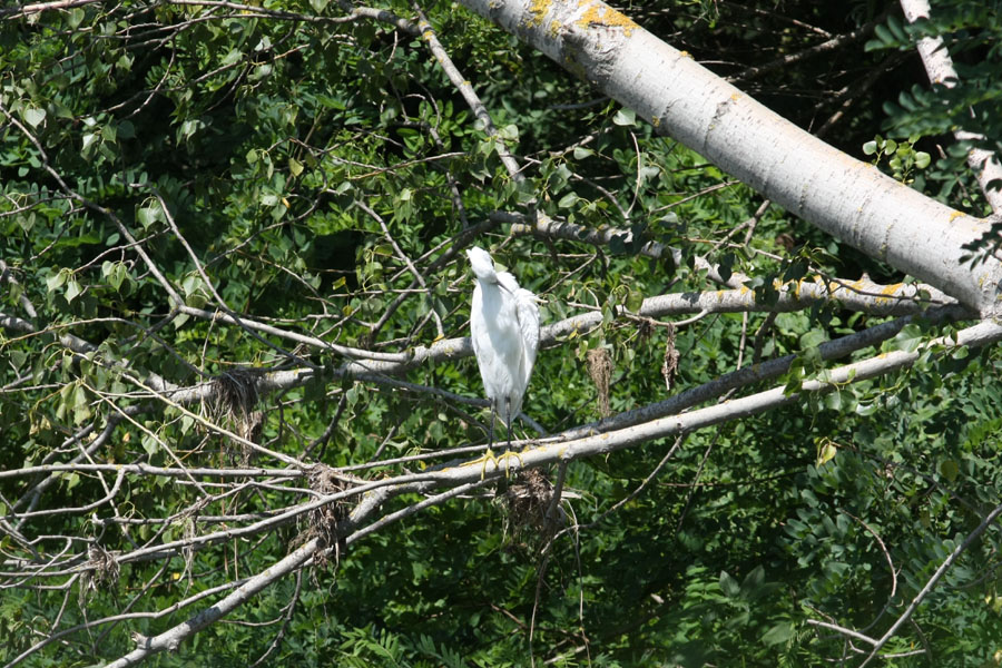 Garzetta e Nitticora [ ex Airone Bianco Maggiore con prole ]