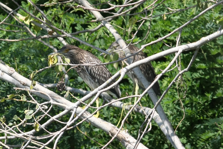 Garzetta e Nitticora [ ex Airone Bianco Maggiore con prole ]