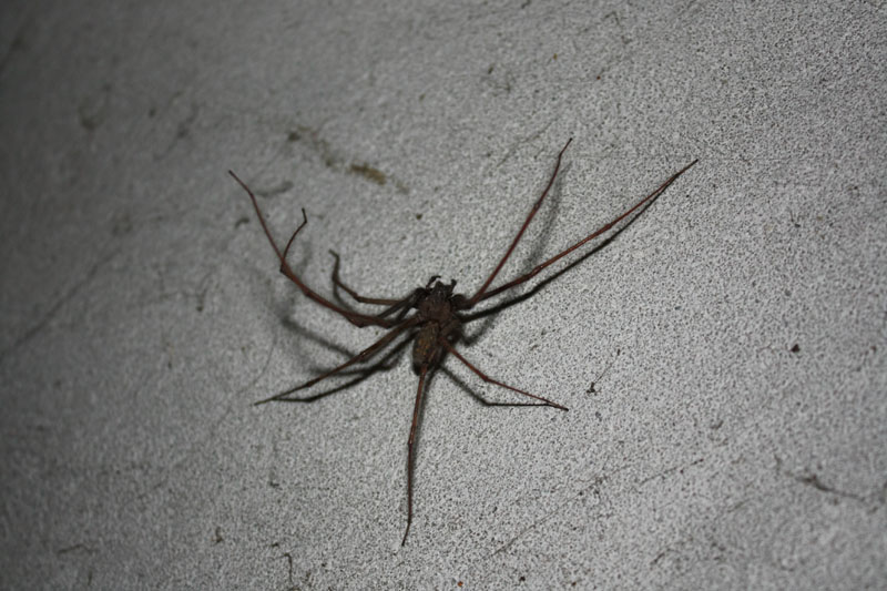 Tegenaria sp.