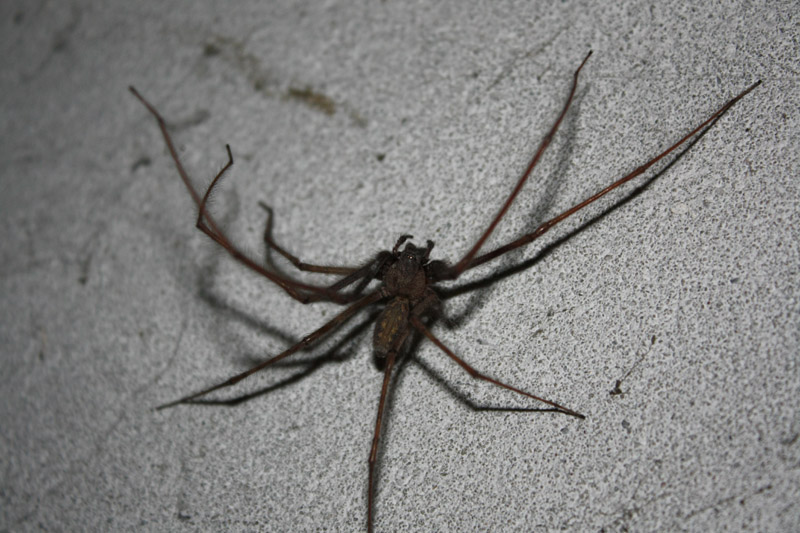 Tegenaria sp.