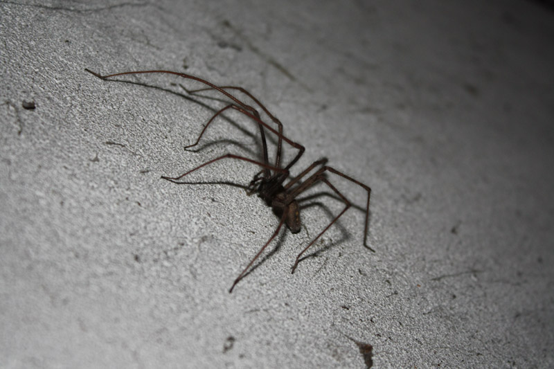 Tegenaria sp.